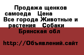 Продажа щенков самоеда › Цена ­ 40 000 - Все города Животные и растения » Собаки   . Брянская обл.